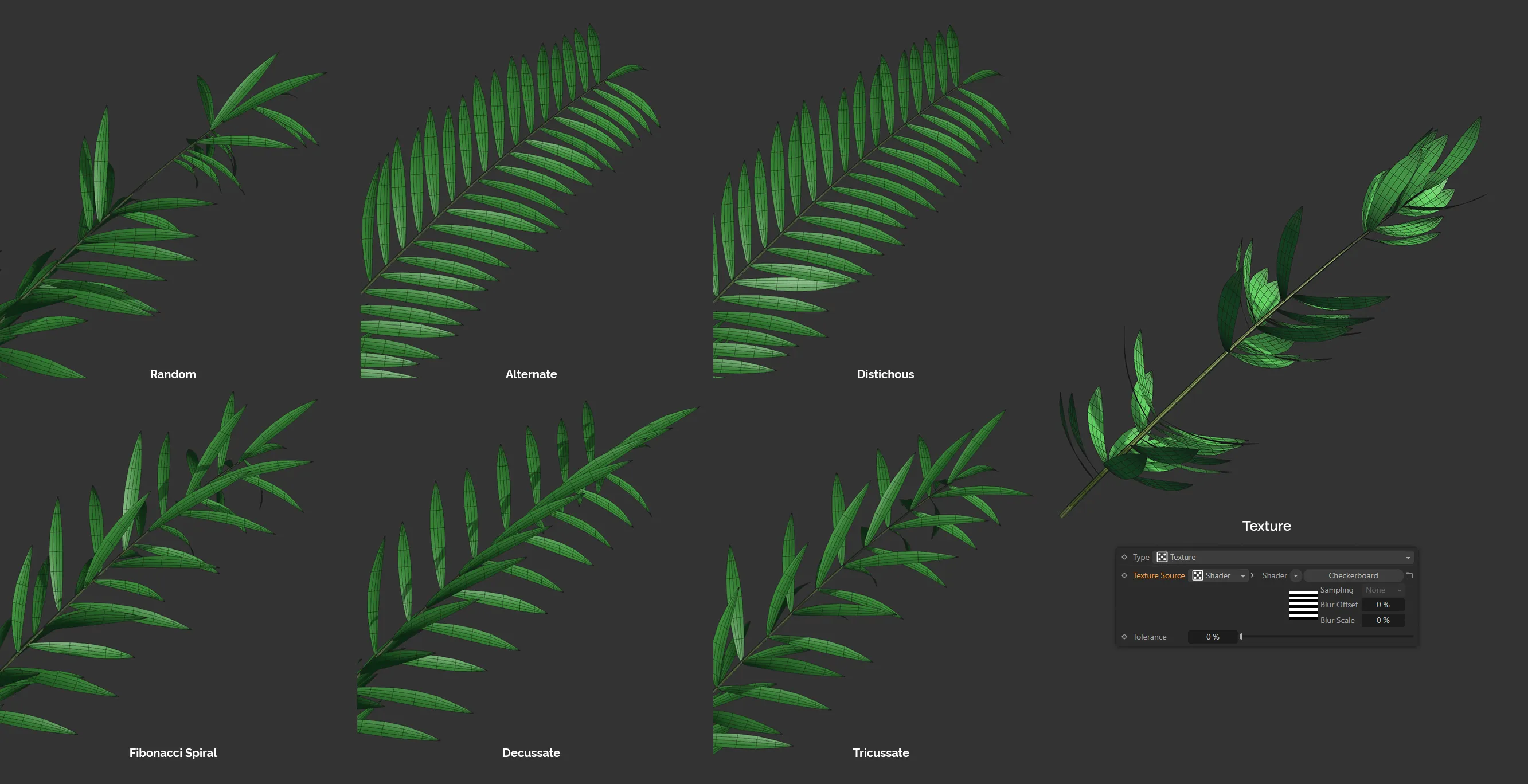toPlant_Leaf_Dolphin_Leaf Types.png